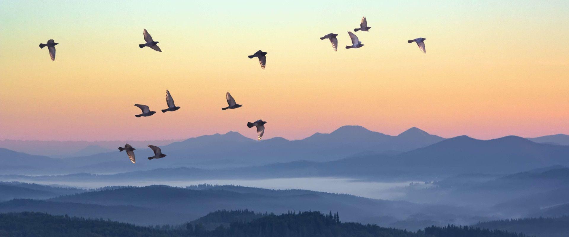 Des oiseaux s'envolent, pour illustrer l'envol du patient